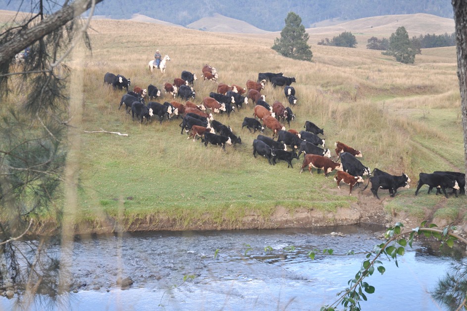 Rifa bought the 22,550ha Cooplacurripa Station, between Gloucester and Nowendoc in northern NSW, with 8000 head of cattle for $32m in 2015. 