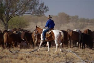 Ian Halstead with Naryilco Steers Kidman