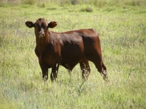 Kindee weaners like this will be part of a line of 2000 steers and heifers at Roma tomorrow, account the Murray family 