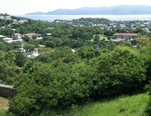 An infestation of Leucaena growing on Castle Hill in Townsville. Picture: Russell Cumming