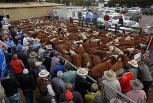 Southern cattle sale