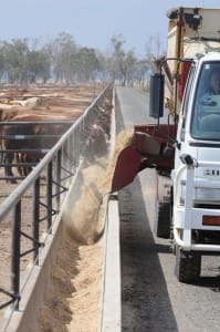 Wainui feedlot grainfed