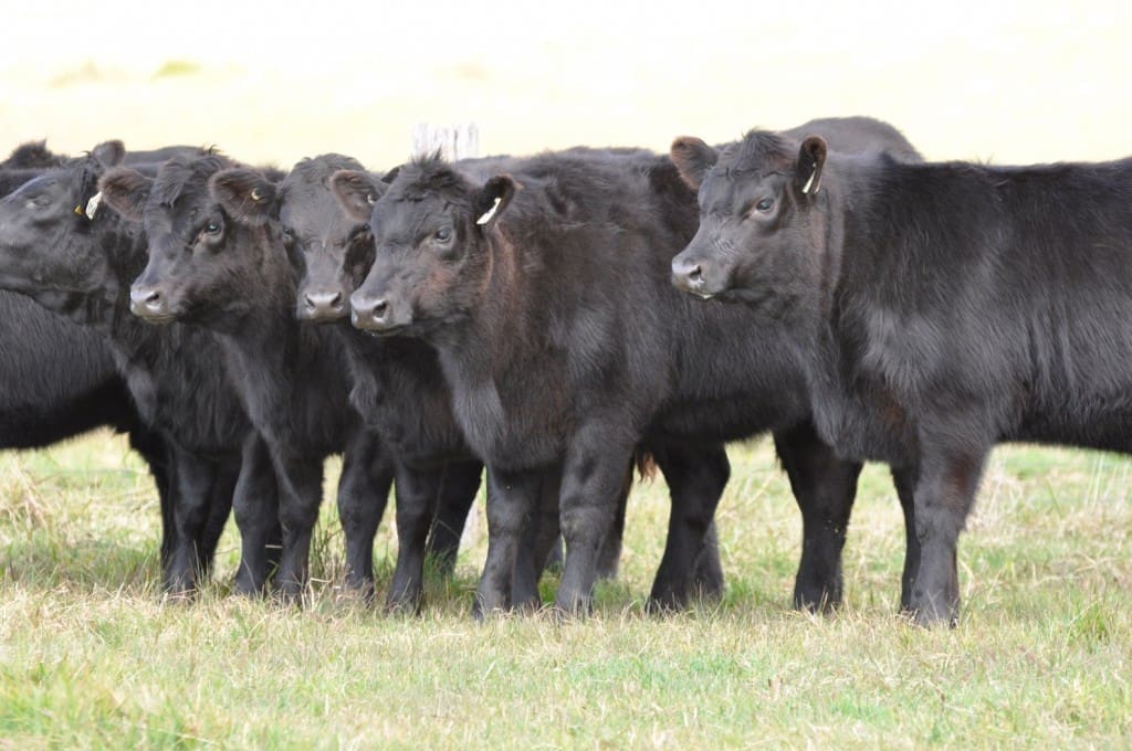 angus weaners 2