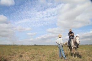 recruitment northern cattle