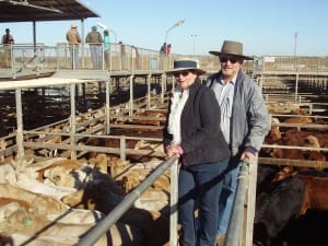 Yvonne and John Freeman, Emoh Ruo, Roma, sold Charolais-cross steers to 186c/kg for 448kg to return $834/head at Tuesday’s Roma Store Sale.