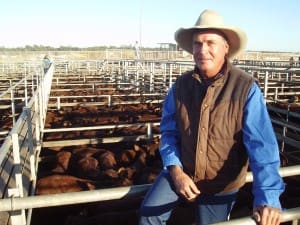 Andrew Sutton, Bundabar, Glenmorgan, sold Santa steers to 198c/kg for 250kg to return $495/head at Tuesday’s Roma Store Sale. 