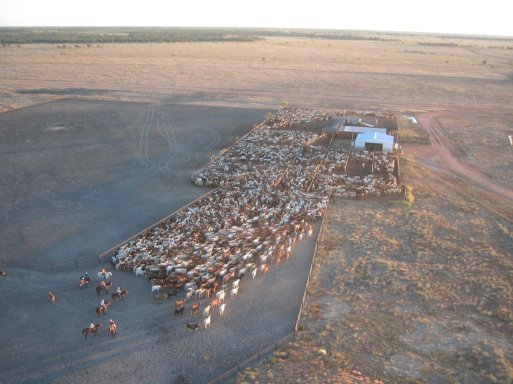 Loading cattle on AA Co's Canobie Station in northwest Qld