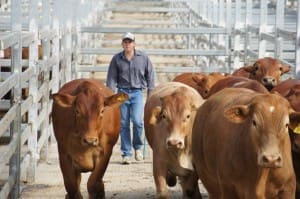 Cattle saleyard