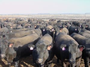 Charlton feedlot Angus