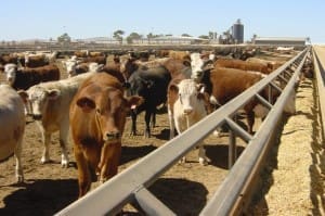 Elders Charlton feedlot