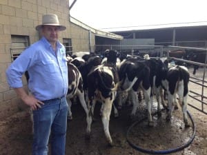 Frontier Managing Director Hamish Browning Inspecting dairy heifers destined for China last year.