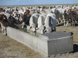 Cattle drink from a new trough on Beetaloo. 