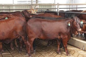 Quality heifers like these MSA-eligible Droughtmasters, continue tofind their way into slaughter markets, despite the desperate shortage of breeder replacements