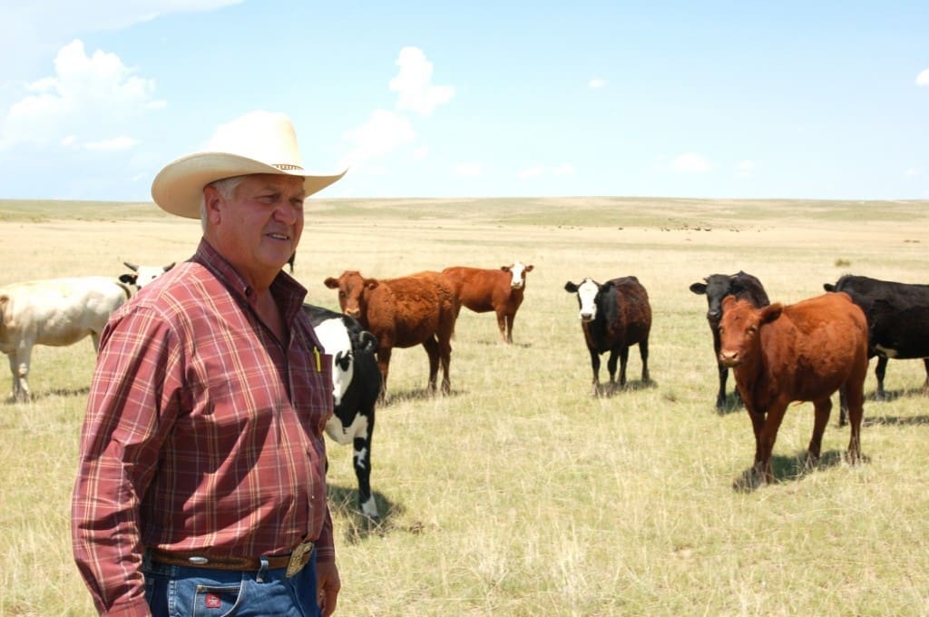 US cattle generic drought Texas