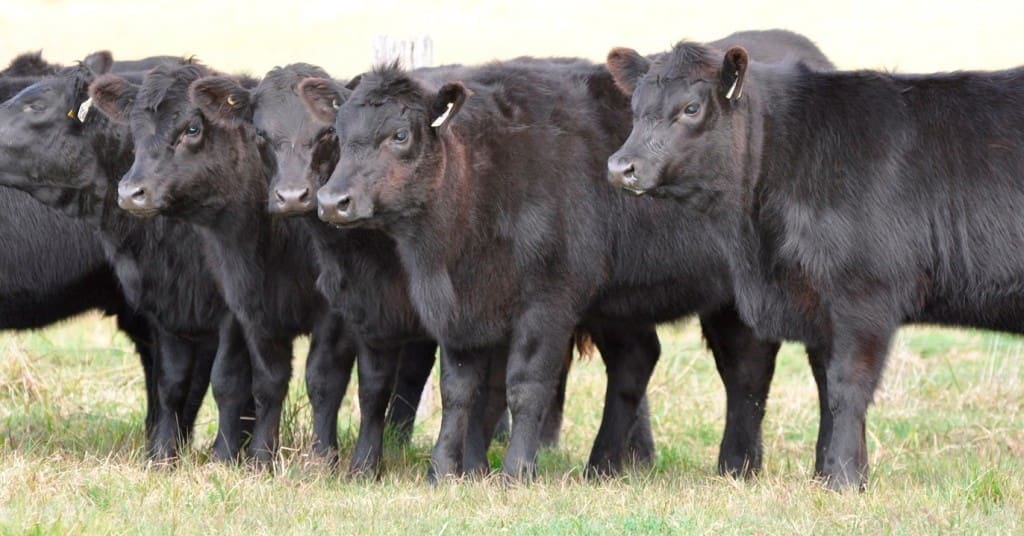 angus weaners 2 - Copy