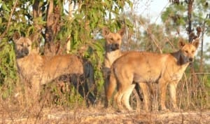 dingoes wild dogs 2 - Copy