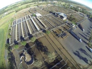 dubbo saleyards