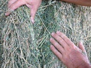 lucerne hay