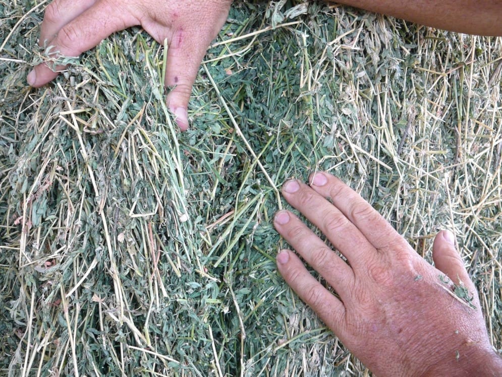 Straw, Lucerne or Hay