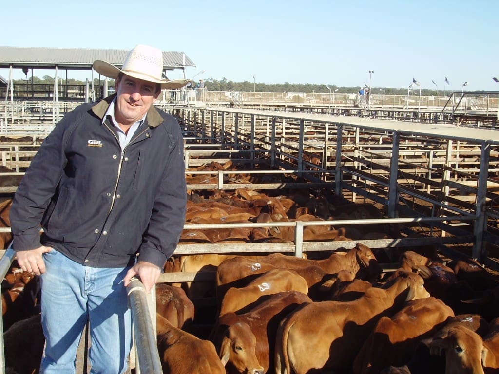 GDL Managing Director, Peter Daniel, with steers from Ourdel, Windorah at Roma’s Store Sale on Tuesday. The steers sold to 206c/kg for 286kg to return $591/head.