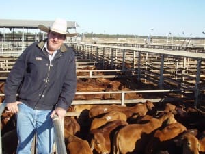 GDL Managing Director, Peter Daniel, with the line of 417 head of Astaline steers from Ourdel, Windorah at Roma’s Store Sale on Tuesday. The steers sold to 206c/kg for 286kg to return $591/head.