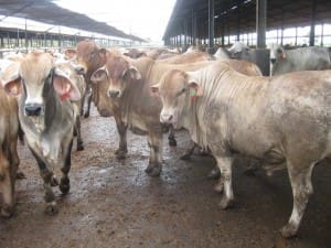 Crossbred cattle Elders Lampung live export