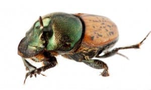 Bonjour monsieur: A male Onthophagus vacca, the species of dung beetle being released this week in Western Australia. Image: CSIRO