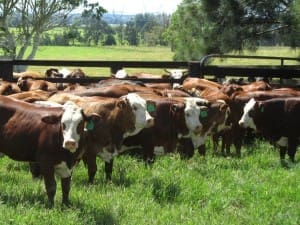 Hereford x Brahmans