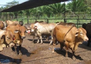 Senepol x Brahman F1s on feed during the trial at Elders Lampung feedlot