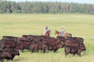 Angus cattle in Russia. 