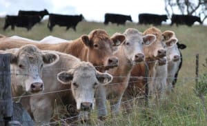 Biosecurity programs underpinning Australia's multi-billion dollar beef industry are being 'run on the smell of an oil rag'.
