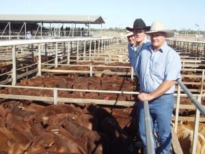 Trevor and Mark Hay, Palmtree, Taroom, with GDL Taroom Branch Manager, Graeme McAdam, at Roma’s Store Sale on Tuesday. The Hay family sold Santa-cross steers to 216c/kg for 372kg to return $805/head.