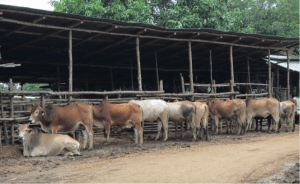Thai and Myanmar cattle at a sale yard in Mae Sot, NW Thailand.