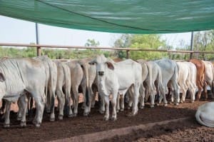 Export cattle in the NTLEA's Berrimah Export Yards. 