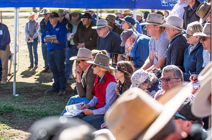 Clunie Range bull sale