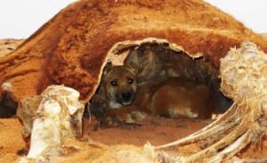 A dingo shelters in a cow carcase in northern South Australia.