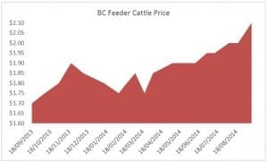 Feeder steer price Sept 14