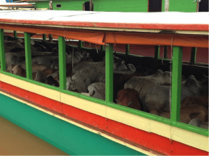 Two rows of cattle similar to a road train but with a much smoother ride.