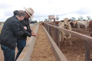 Comparing the feedlot ration.