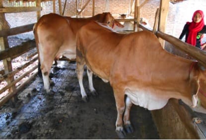 Live export - Indo cattle