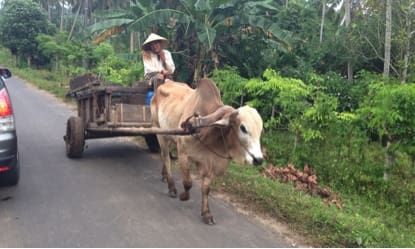 Live export - cattle cart
