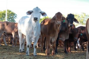 Brahman export steers in North Queensland. 