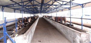 A modern cattle feeding facility in China.