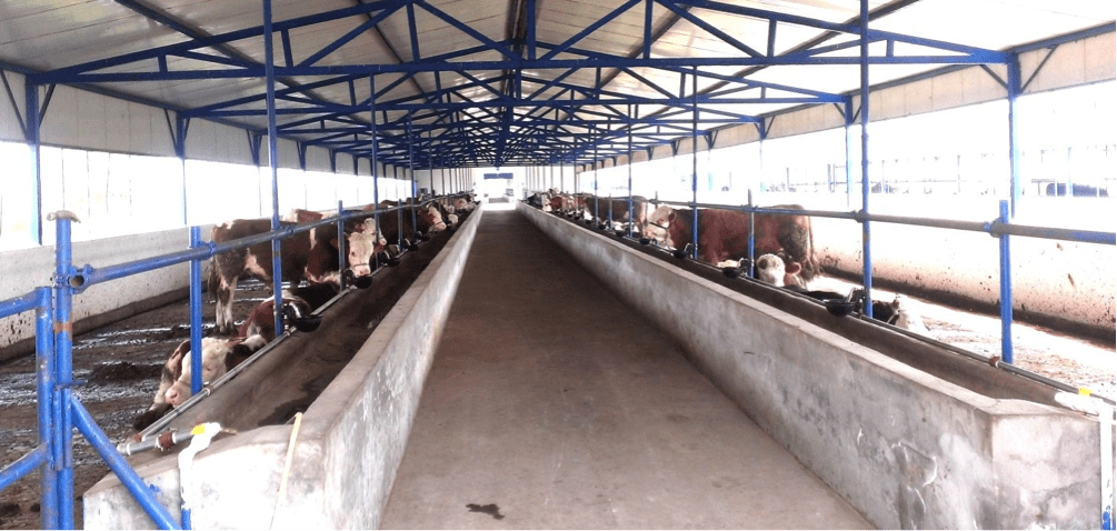 A modern cattle feeding facility in China.