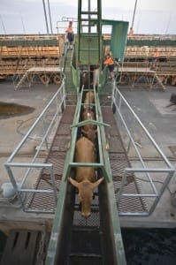 Cattle loading at East Arm Wharf in Darwin.