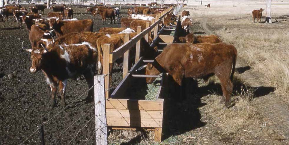 Lotfeeding at NAPCo's Wainui feedlot near Bowenville, circa 1957