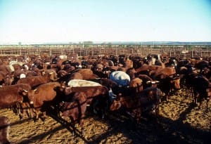 Australia’s reputation for strict farming standards helped the beef industry weather the BSE crisis. Malcolm Paterson/CSIRO/Wikimedia Commons, CC BY