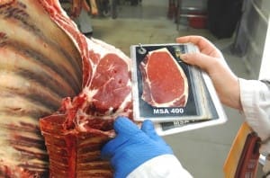 grading beef carcase kill