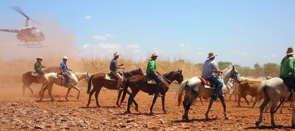 northern cattle muster recruitment