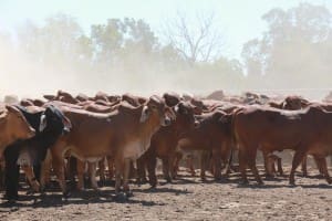 Cattle on Vanrook Station near Karumba.